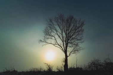 Güneş doğarken sisin içinde ağaç silueti