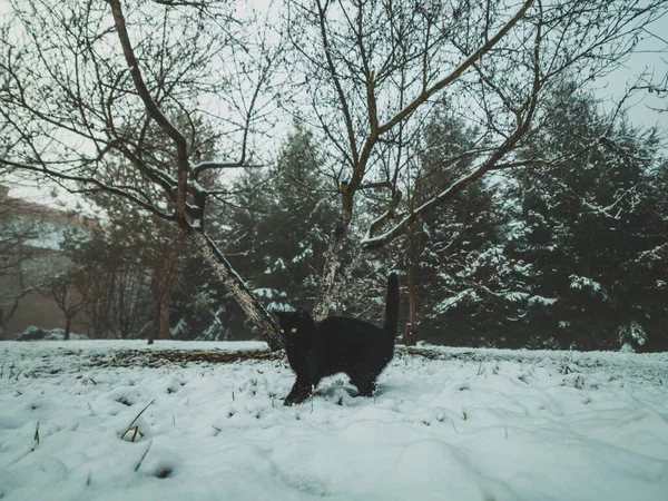 Чорна Кішка Засніженому Саду — стокове фото