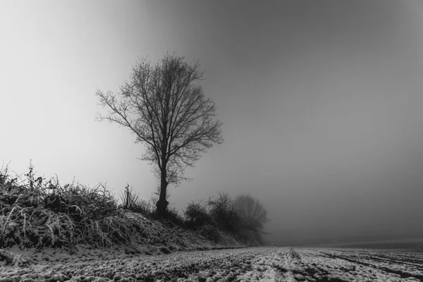 Solo Árbol Niebla Campo Cubierto Nieve — Foto de Stock