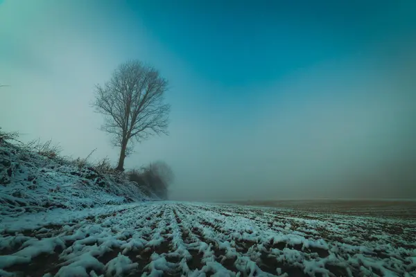 Einzelner Baum Nebel Auf Einem Verschneiten Feld — Stockfoto