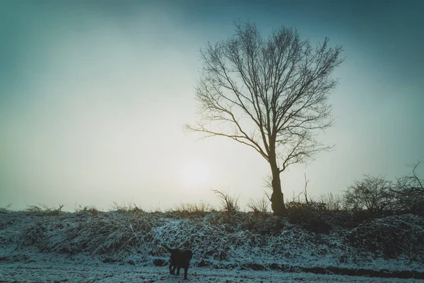 single tree in fog on a snowy field