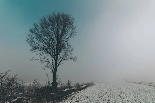 Baum Nebel Auf Einem Verschneiten Feld — Stockfoto