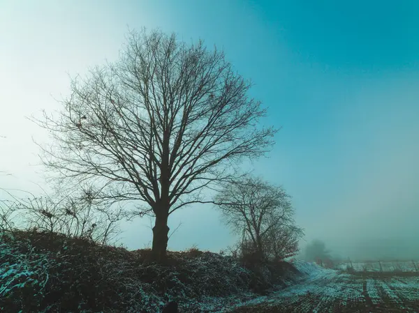 Bäume Nebel Auf Einem Verschneiten Feld — Stockfoto