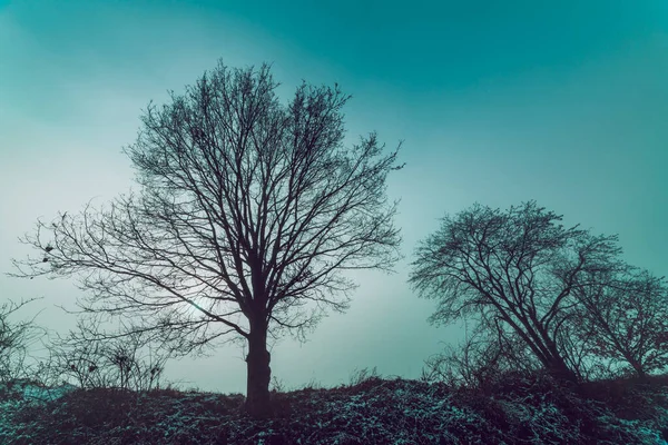 실루엣 나무들 — 스톡 사진