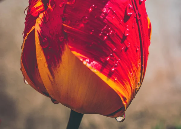 Tulipan Kroplami Wody Zbliżeniu Zdjęcie Stockowe