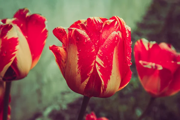 Tulipany Kroplami Wody Zbliżeniu Zdjęcia Stockowe bez tantiem