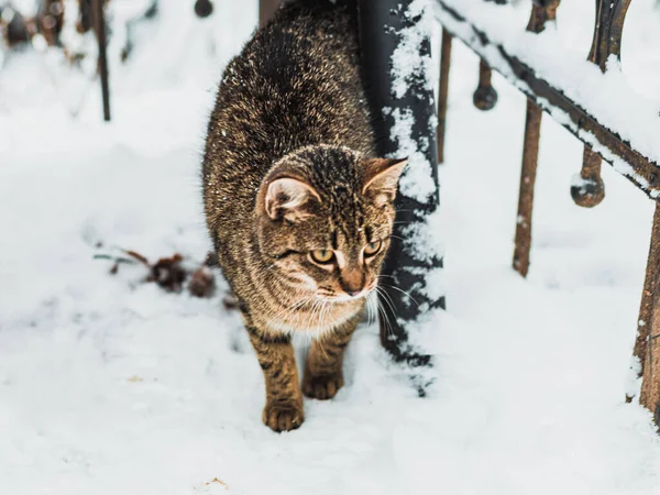 Γάτα Στο Χιόνι Δίπλα Στο Φράχτη — Φωτογραφία Αρχείου