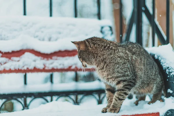 Γάτα Στο Χιόνι Στον Πάγκο — Φωτογραφία Αρχείου