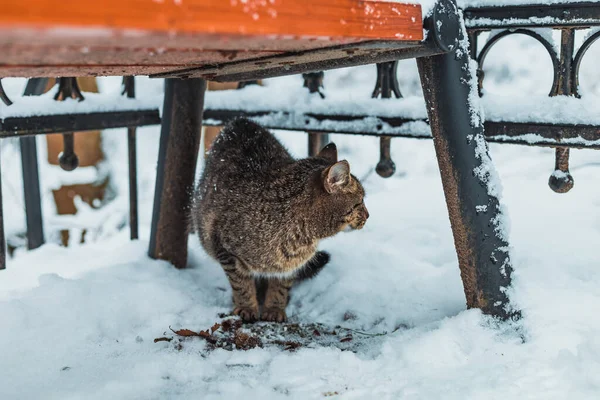 Γάτα Στο Χιόνι Κάτω Από Τον Πάγκο — Φωτογραφία Αρχείου