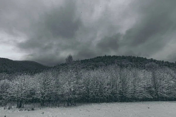 Заснеженные Леса Горах — стоковое фото