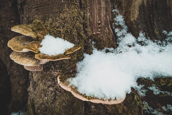 Lumpy Bracket 버섯나무 Trametes Gibbosa — 스톡 사진