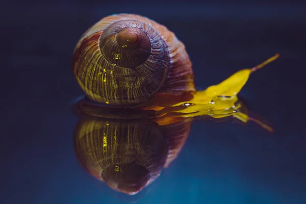 水镜中的蜗牛壳反射 — 图库照片