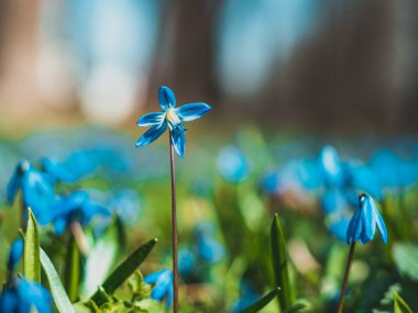 Sibirya lacivert çiçeği çayır, Scilla Siberica