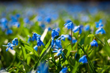 Sibirya laciverti çiçekleri çayırda, Scilla Siberica