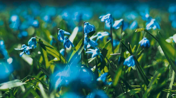 Sibirya laciverti çiçekleri çayırda, Scilla Siberica