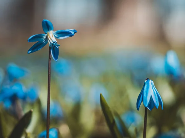 Sibirya lacivert çiçeği çayır, Scilla Siberica