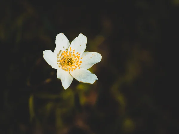 Ahşap şakayık tek bir çiçek, Anemone nemorosa L
