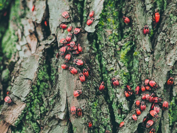 Kanatsız Demirci Ağaçtaki Bir Grup Böcek — Stok fotoğraf