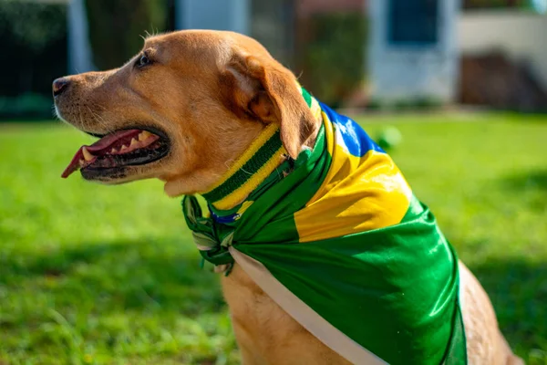 ブラジルの旗を持つラブラドール犬と国民チームを応援するチアリーダー — ストック写真