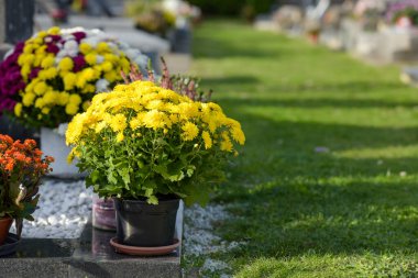 photograph of chrysanthemum in a cemetery on all saints day in France