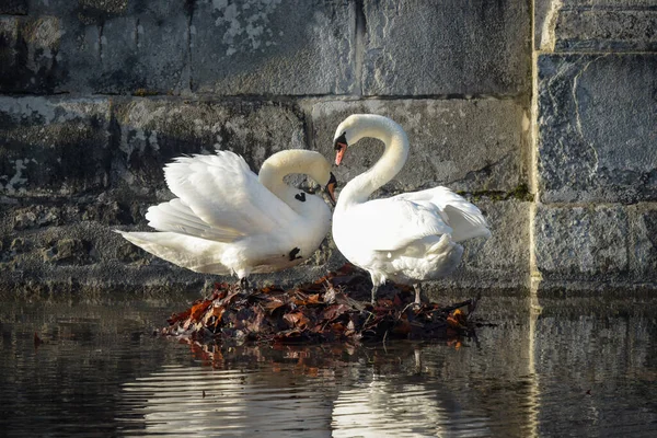 Vista Sobre Una Pareja Cisnes Haciendo Nido Francia — Foto de Stock