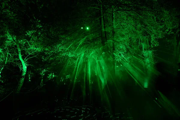 Magicznie Oświetlony Las Nocy Francji — Zdjęcie stockowe