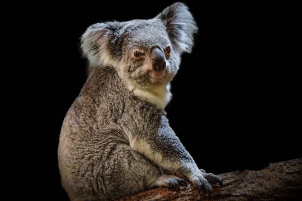 stock image photography of a beautiful koala cropped