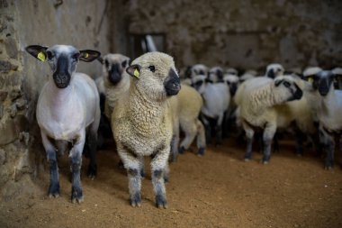 Fransa 'da bir ahırda koyun sürüsü görmek