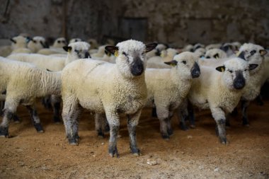 Fransa 'da bir ahırda koyun sürüsü görmek
