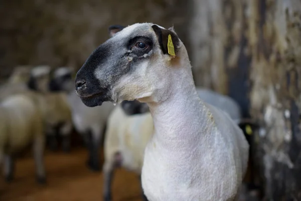 Портрет Вівці Яка Щойно Була Засіяна Фермі — стокове фото