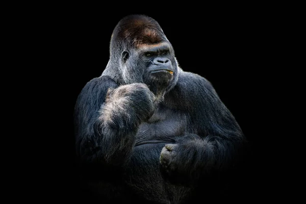 Hermoso Retrato Gorila Plateado Sobre Fondo Negro — Foto de Stock
