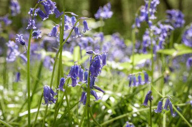 Fransa 'nın Fontainebleau ormanındaki BlueBell manzarası