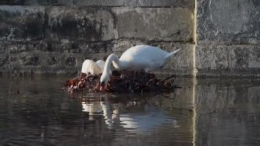 Yuvalarını yapan bir kuğu çifti görmek