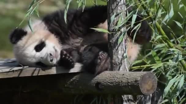 Joven Panda Despertando Naturaleza Parque — Vídeos de Stock