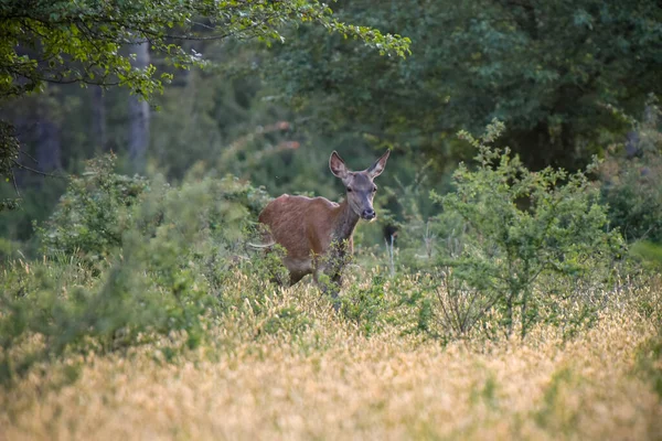 Doe Sfotografowany Czujce Lesie Fontainebleau Francji — Zdjęcie stockowe
