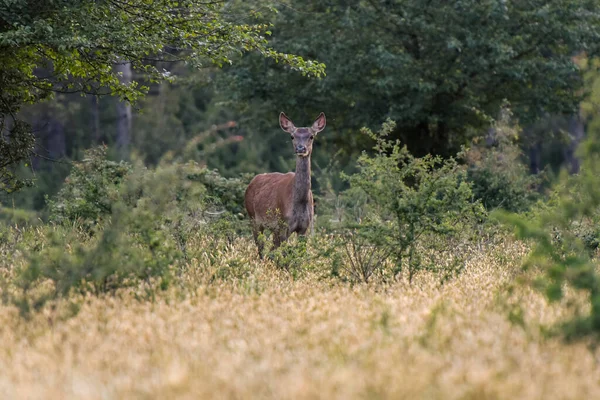 Doe Sfotografowany Czujce Lesie Fontainebleau Francji — Zdjęcie stockowe