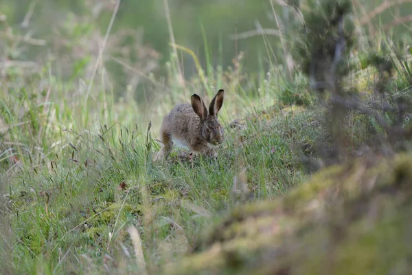 프랑스 퐁텐블로의 토끼의 — 스톡 사진