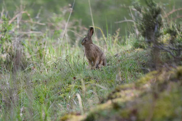 프랑스 퐁텐블로의 토끼의 — 스톡 사진