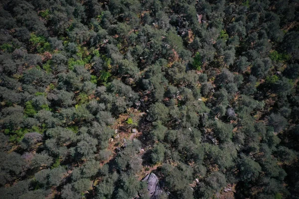 Aerial View Forest Fontainebleau Seine Marne — Stock Photo, Image