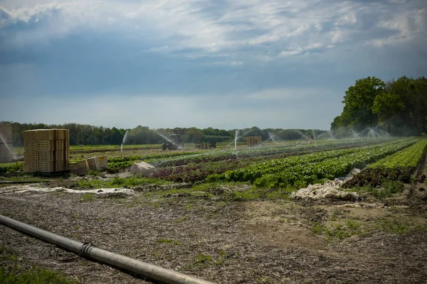 stock image view of  salads fields being watered in France