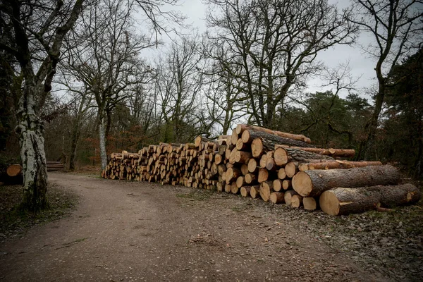 stock image view of the cutting of trees in the forest of Fontainebleau in France