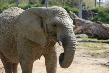 Bir parktaki Afrika filinde safari fotoğrafçılığı.
