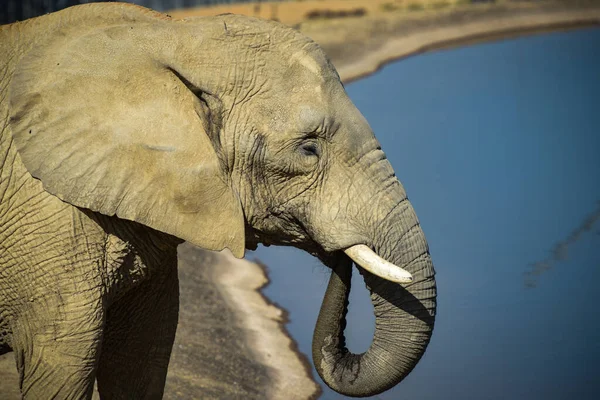 stock image safari photography on an elephant of africa in a park