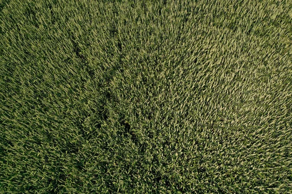Aerial View Field Wheat Seine Marne France — Stock Photo, Image