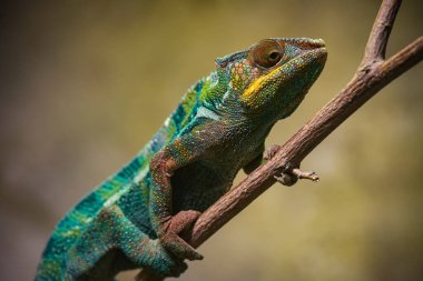 Doğadaki bir panter bukalemununa bakın.