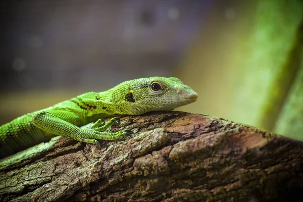 Kilátás Egy Smaragd Monitor Gyík Parkban — Stock Fotó