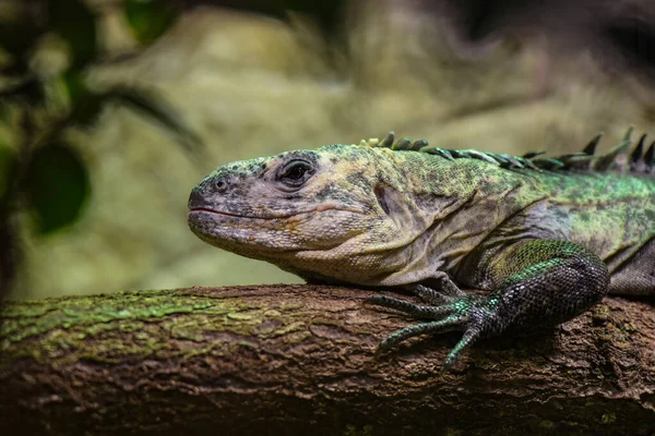 Vista Uma Iguana Utila Preta Parque — Fotografia de Stock