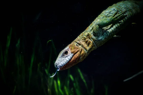 물위에 카이만 도마뱀의 — 스톡 사진