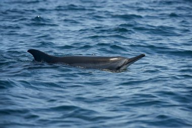 Mauritius Adası 'ndaki Hint Okyanusu' ndaki yunus manzarası
