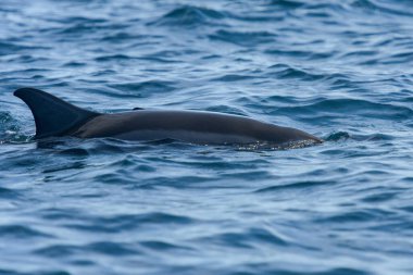 Mauritius Adası 'ndaki Hint Okyanusu' ndaki yunus manzarası